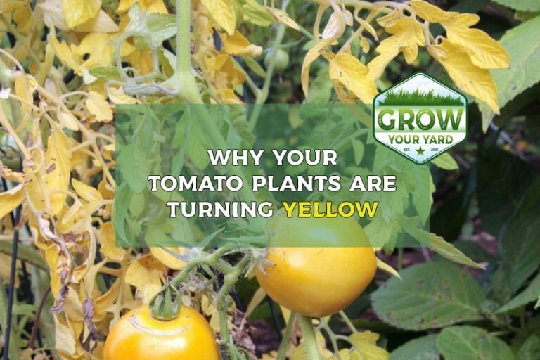 why are my tomato plants turning yellow