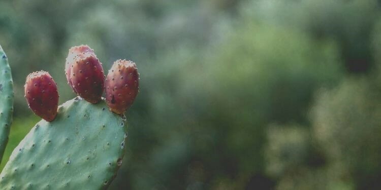 burbanks spineless cactus