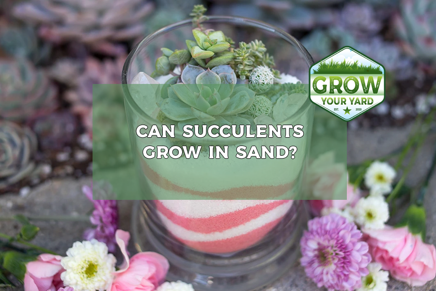 can succulents grow in sand
