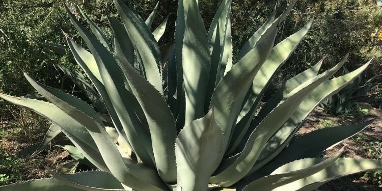 giant agave