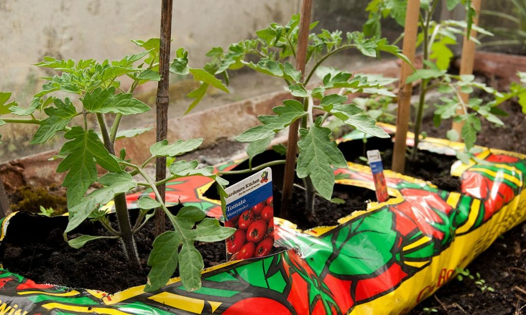 How To Grow Tomatoes: A Beginners Complete Guide - Grow Your Yard