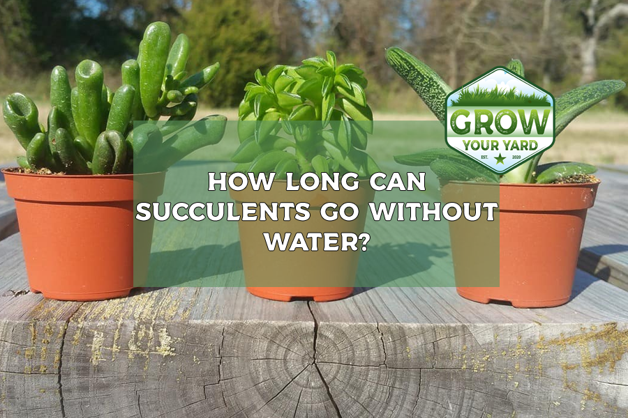 how long can succulents go without water
