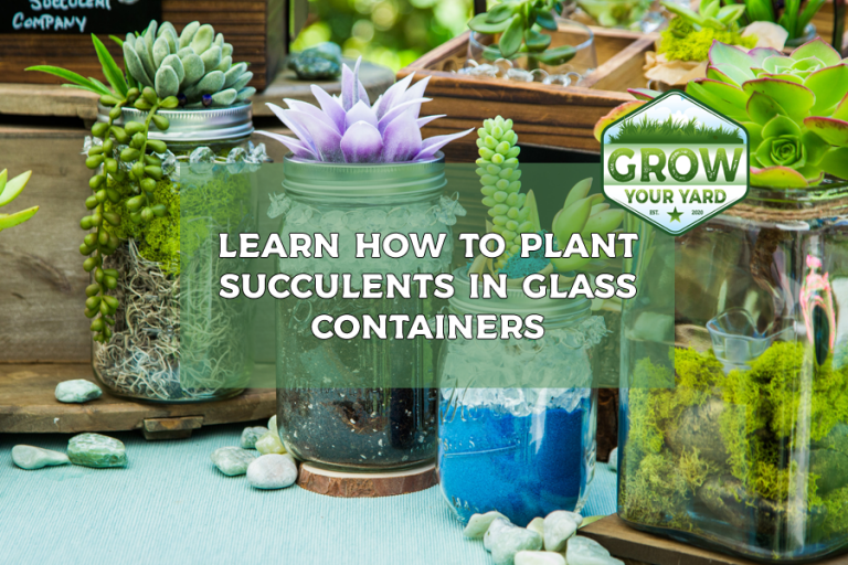 how to plant succulents in glass containers