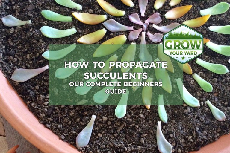 How To Propagate Succulents: An In-Depth Guide for Beginners - Grow ...