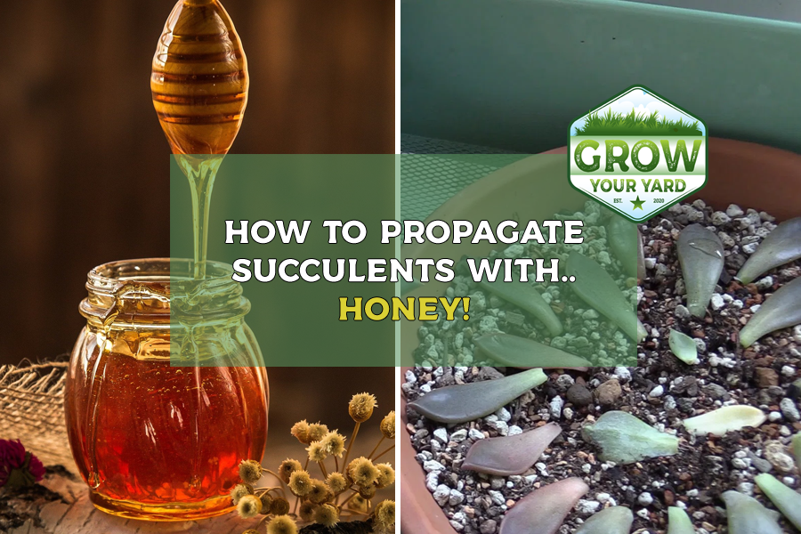 how to propagate succulents with honey