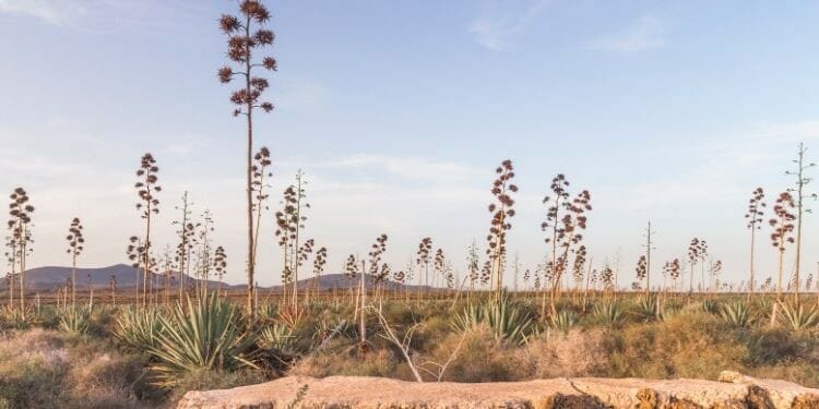 palmers agave