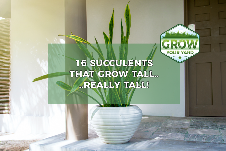 succulents that grow tall