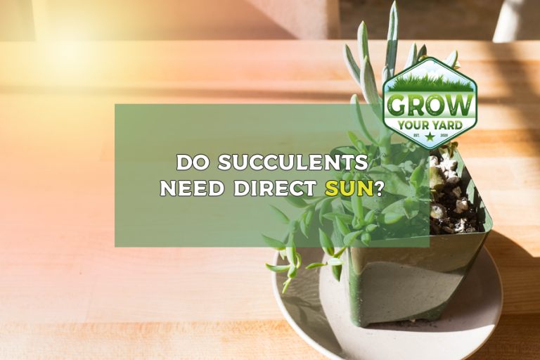 do succulents need direct sun