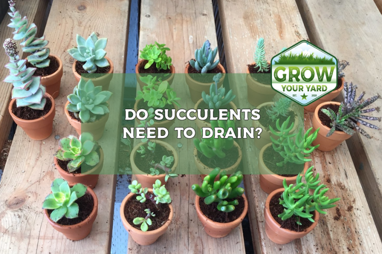 do succulents need to drain