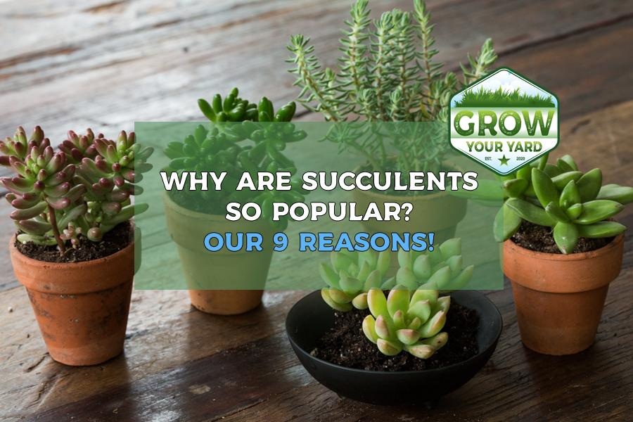 why are succulents so popular