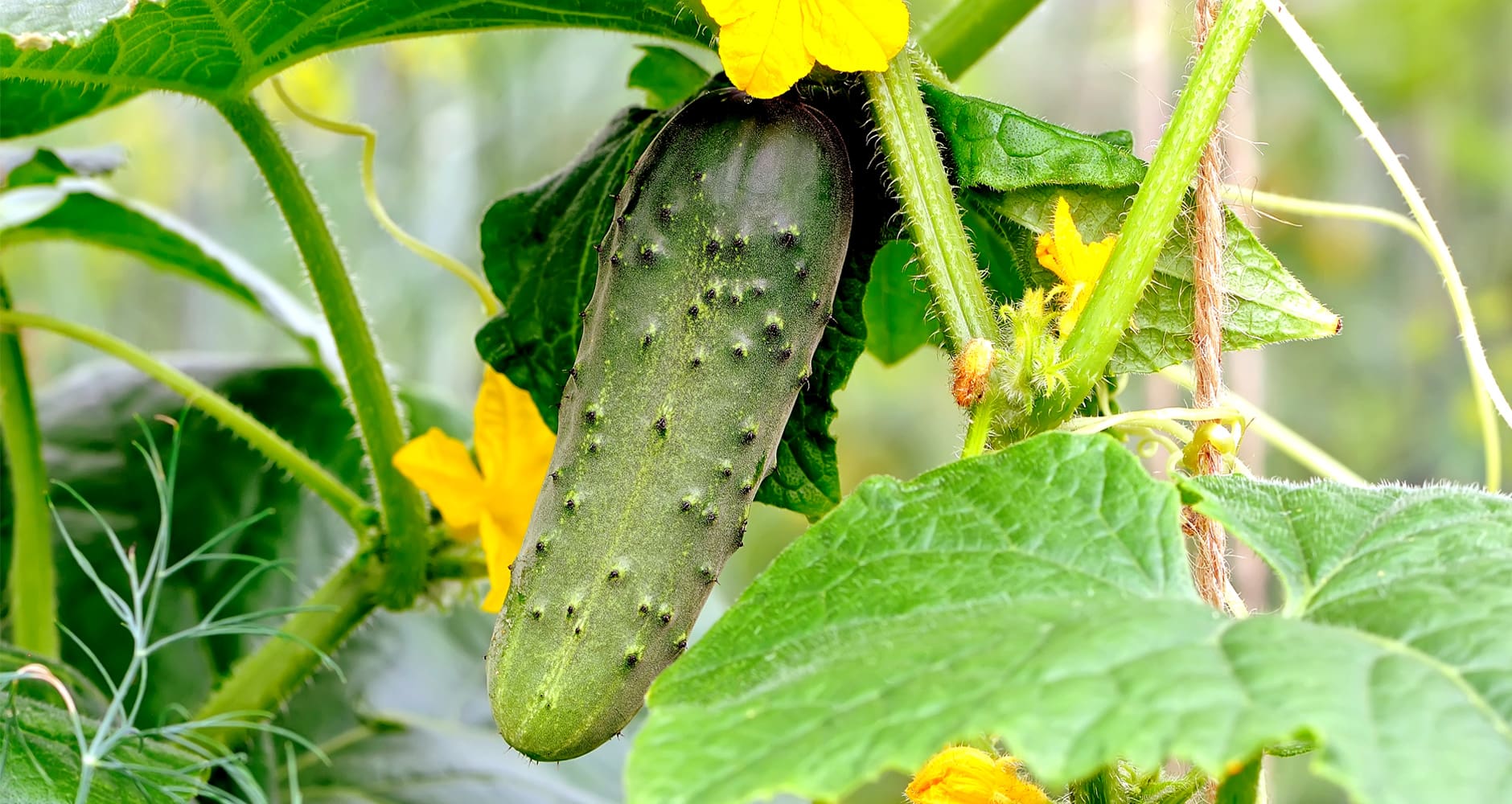 Cucumber Leaves