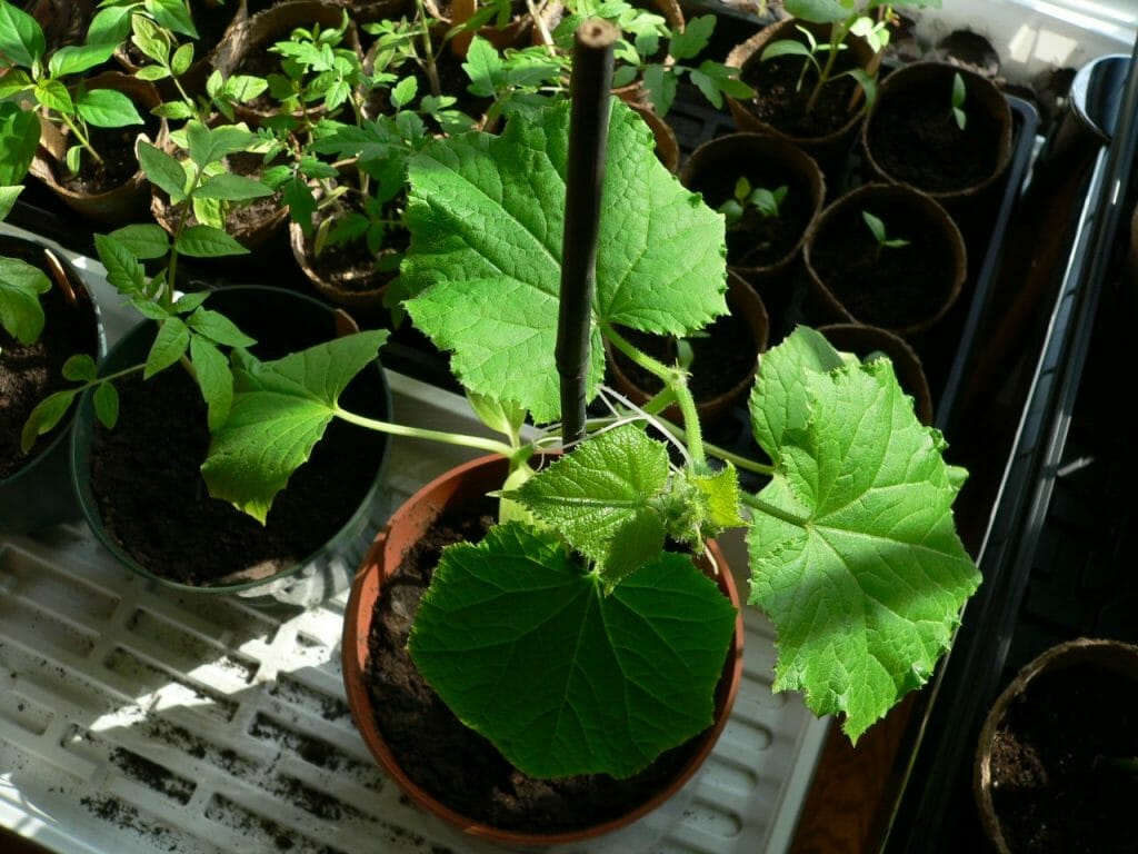 When Should You Start Cucumber Seeds Indoors? Grow Your Yard