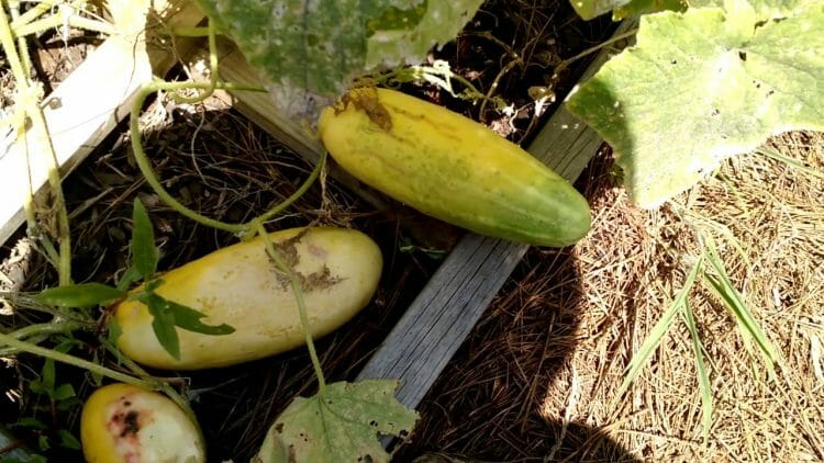 Why Are My Cucumbers Yellow The Likely Causes Grow Your Yard