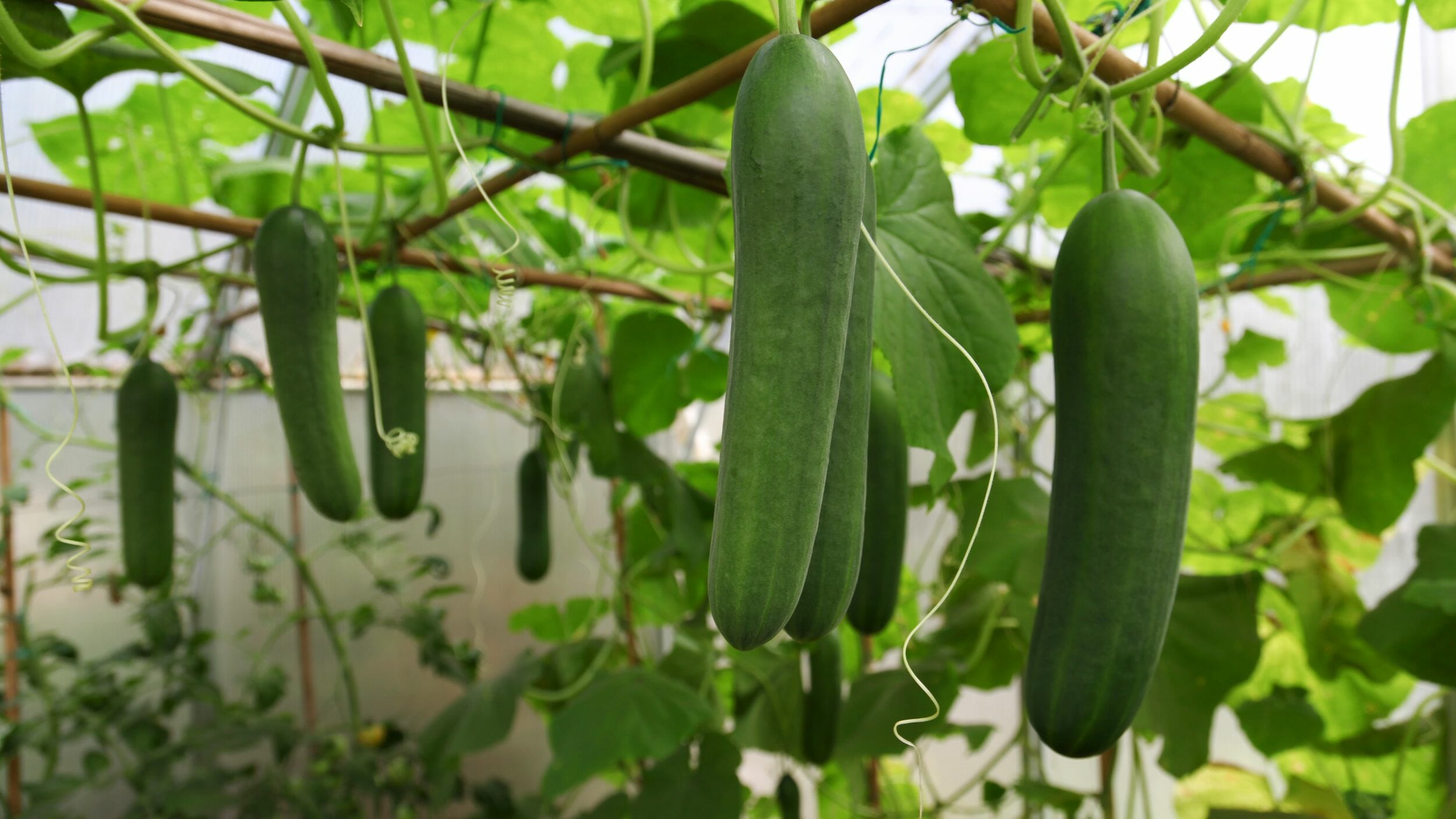 growing cucumbers in the sun