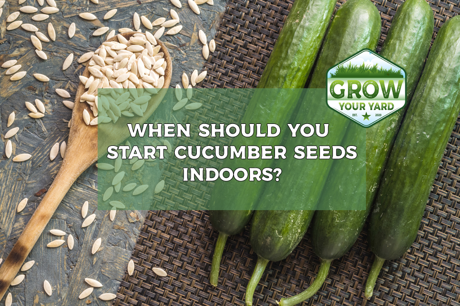 when should you start cucumber seeds indoors