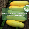 why are my cucumbers yellow