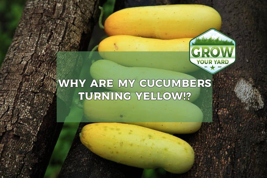 why are my cucumbers yellow