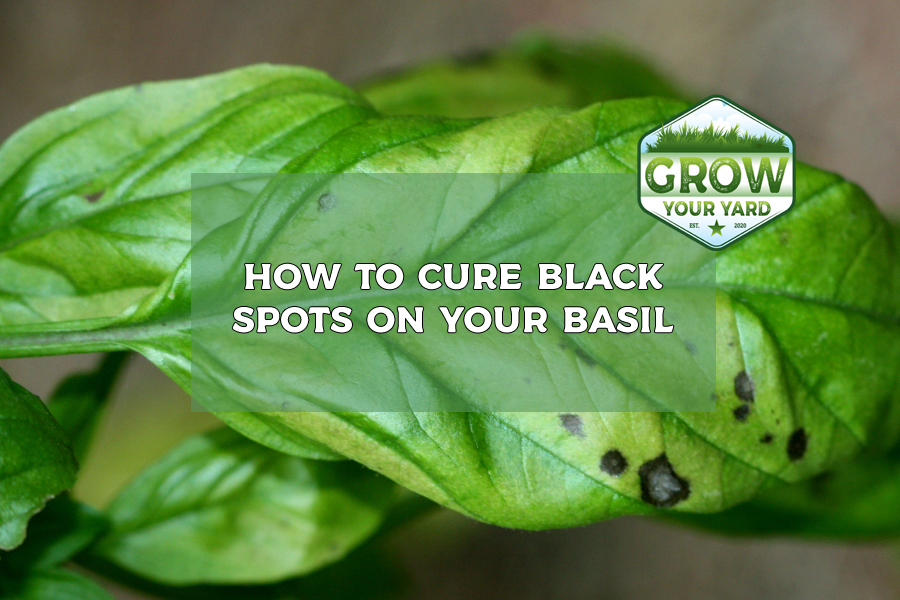 black spots on basil leaves