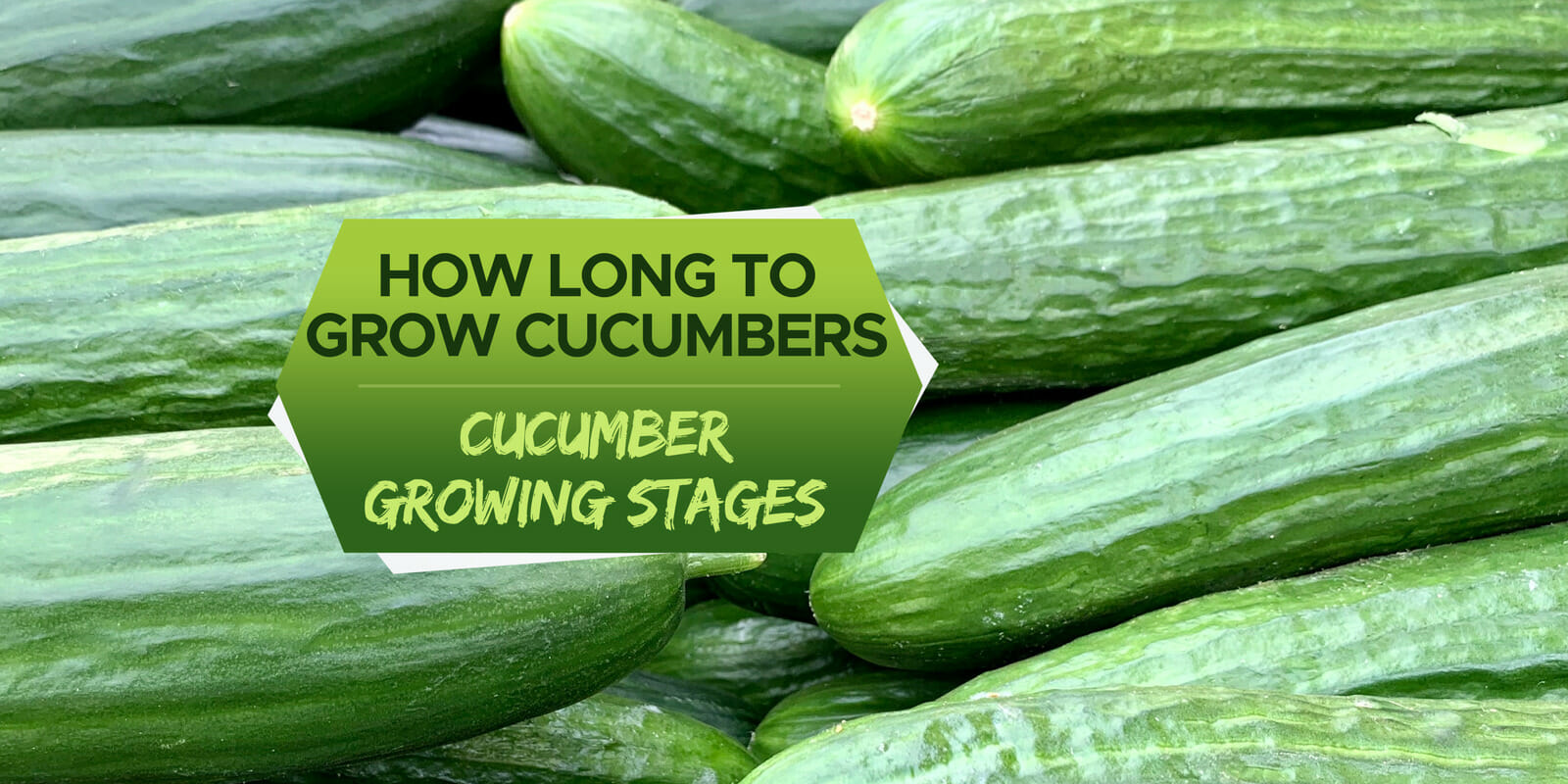 Top 10 How Long Does It Take Cucumbers To Grow