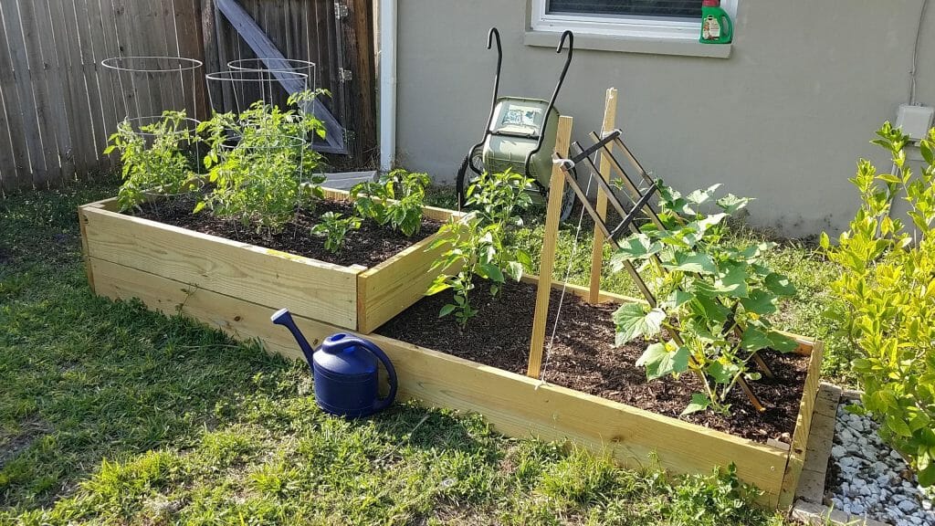 How To Plant Cucumber Seeds [at Home, Indoors Or Outdoors!] - Grow Your 