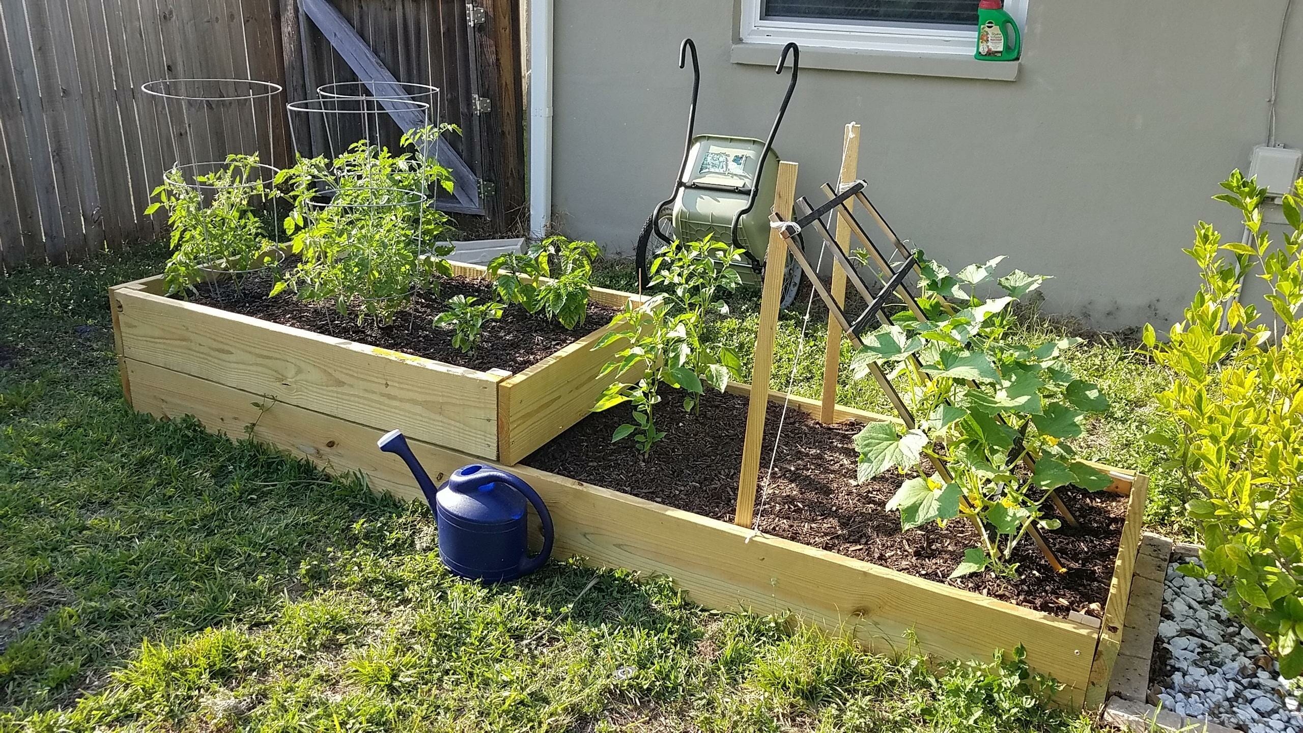 How to Plant Cucumber Seeds [At Home, Indoors or Outdoors!] Grow Your