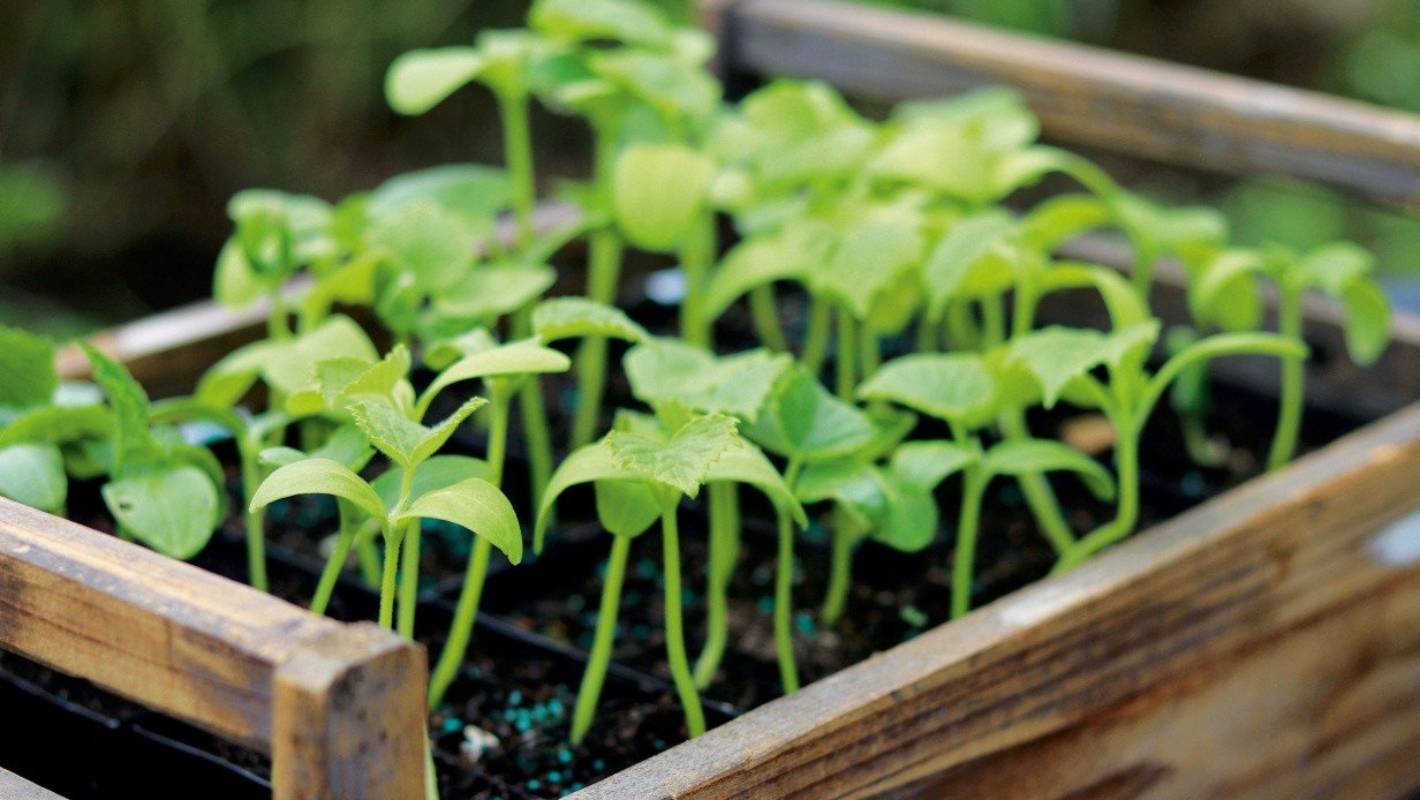 How To Plant Cucumber Seeds [at Home Indoors Or Outdoors ] Grow Your