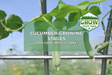 how long do cucumbers take to grow