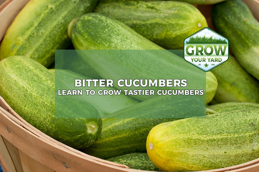 why are my cucumbers bitter