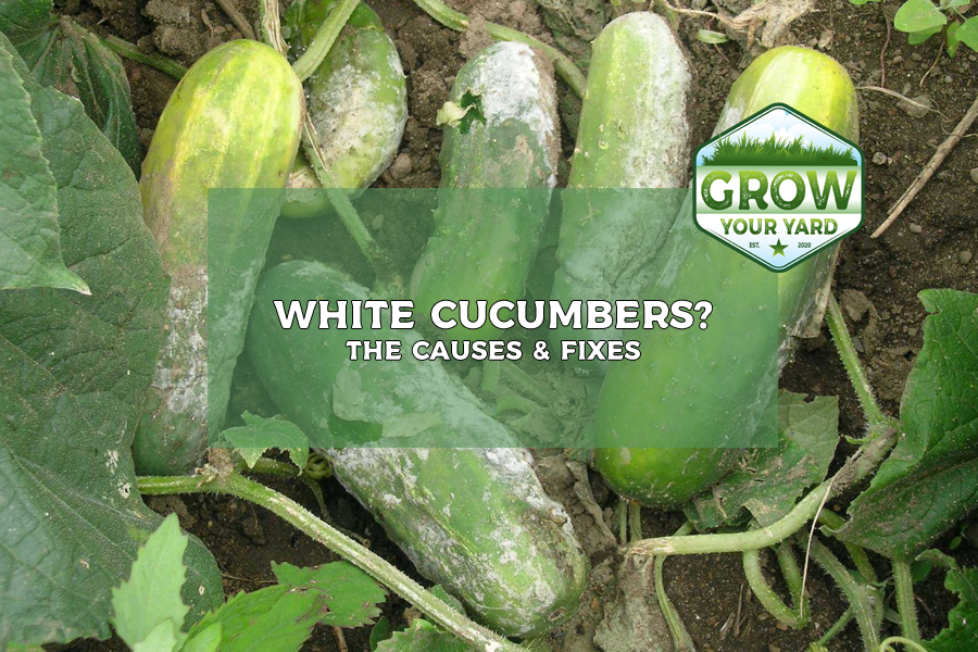 why are my cucumbers white