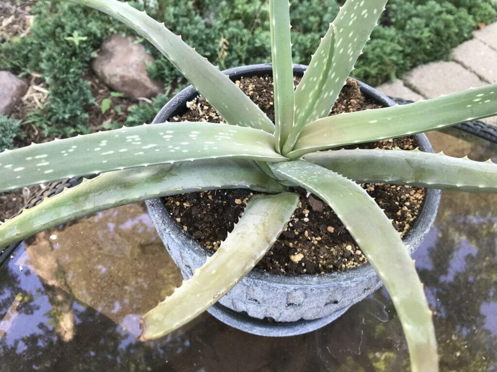 why is my aloe plant drooping