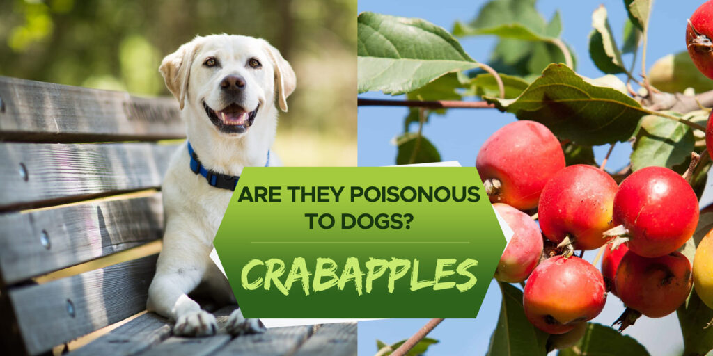 Are Crab Apples Poisonous to Dogs? - Grow Your Yard