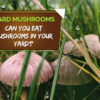 can you eat the mushrooms in your backyard