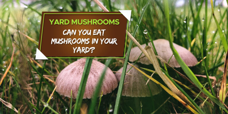 can you eat the mushrooms in your backyard