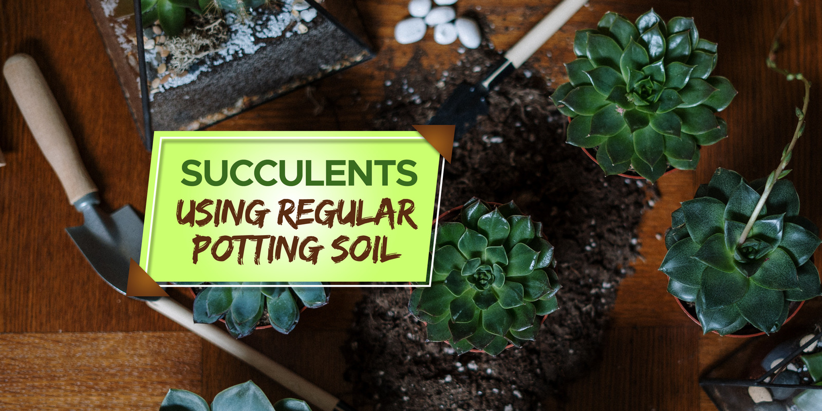 can you use regular potting soil for succulents