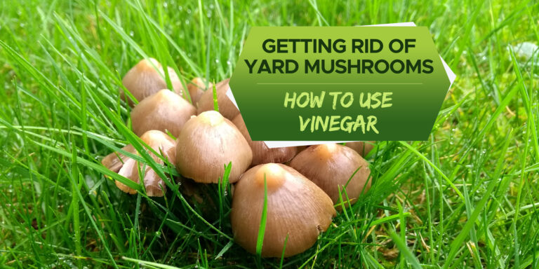 can you use vinegar to kill mushrooms in your yard