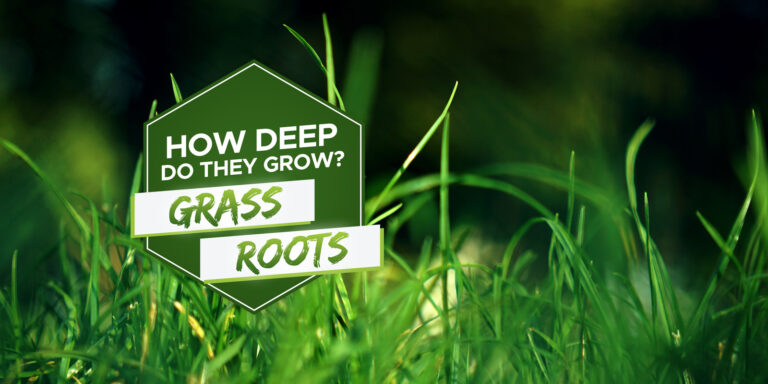 how deep do grass roots grow