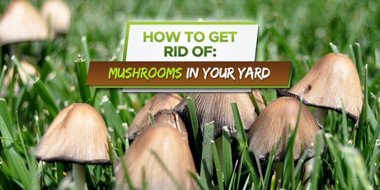 how to get rid of mushrooms in your backyard