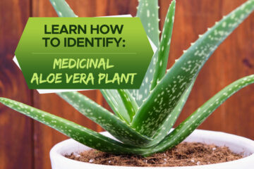 how to identify medicinal aloe vera plant