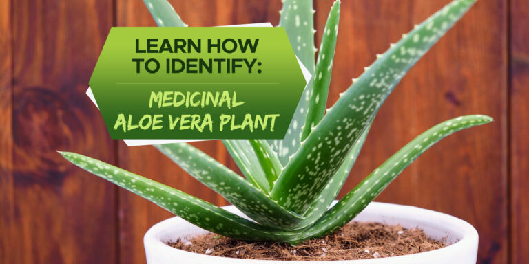 how to identify medicinal aloe vera plant