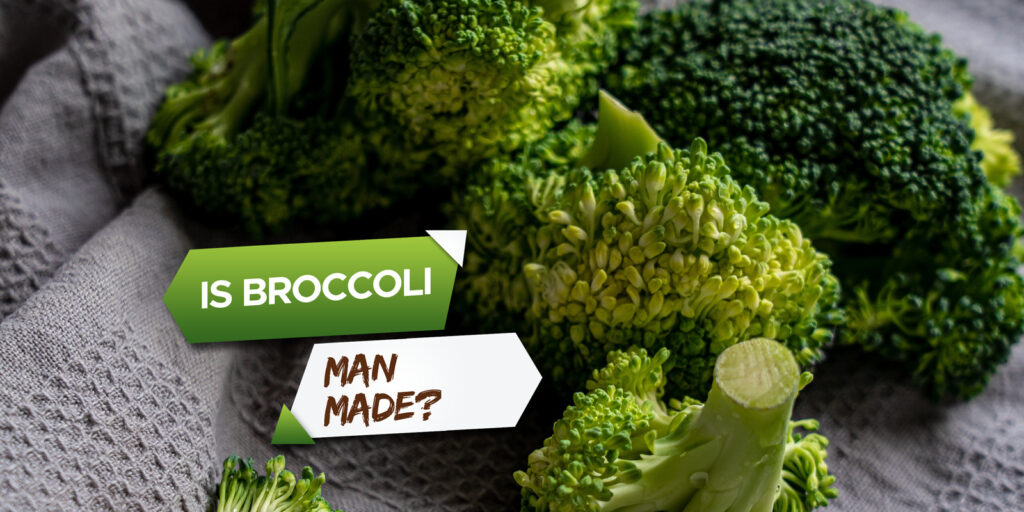 is broccoli man made