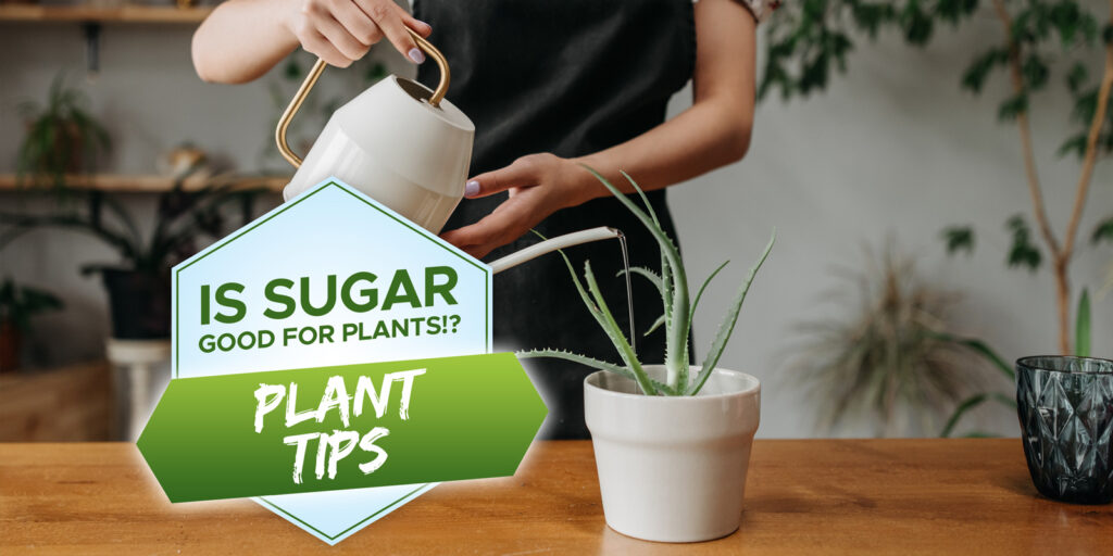 is sugar good for plants
