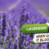 when does lavender bloom