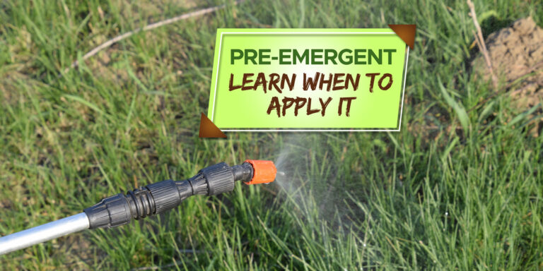 when to put down pre emergent