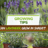 can lavender grow in the shade