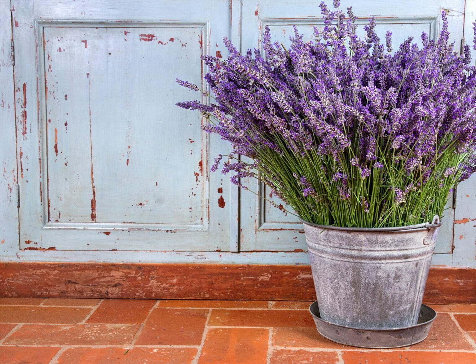 Can You Grow Lavender Indoors? Yes! Of Course You Can! Grow Your Yard