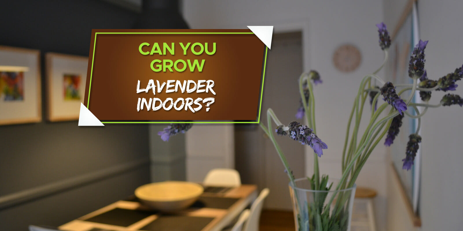 grow lavender indoors