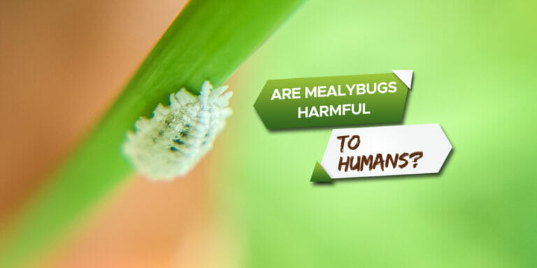are mealybugs harmful to humans