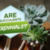 are succulents perennials