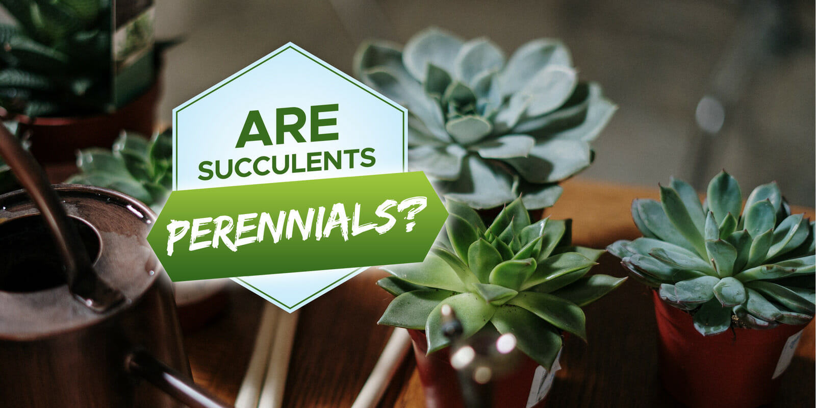 are succulents perennials