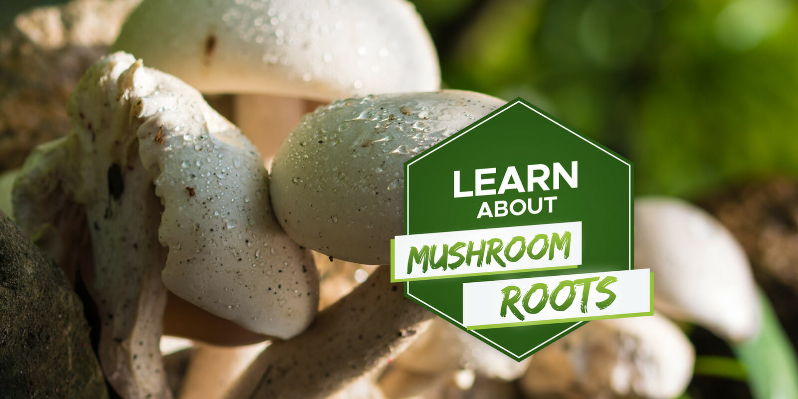 do mushrooms have roots